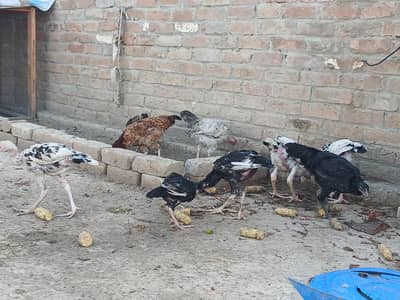 Aseel mianwali or Jawa breed