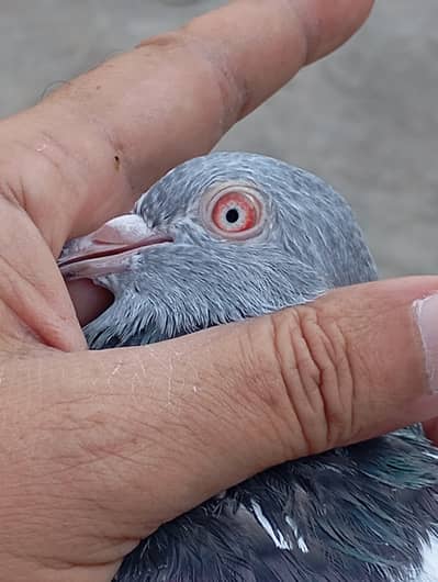 Kamagar pigeon pure red eye