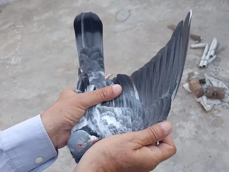 Kamagar pigeon pure red eye — photo 2