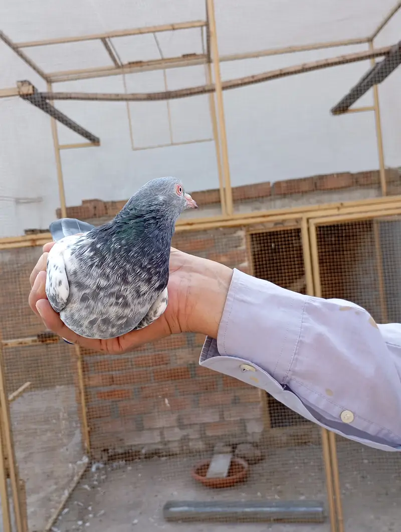 Kamagar pigeon pure red eye — photo 3