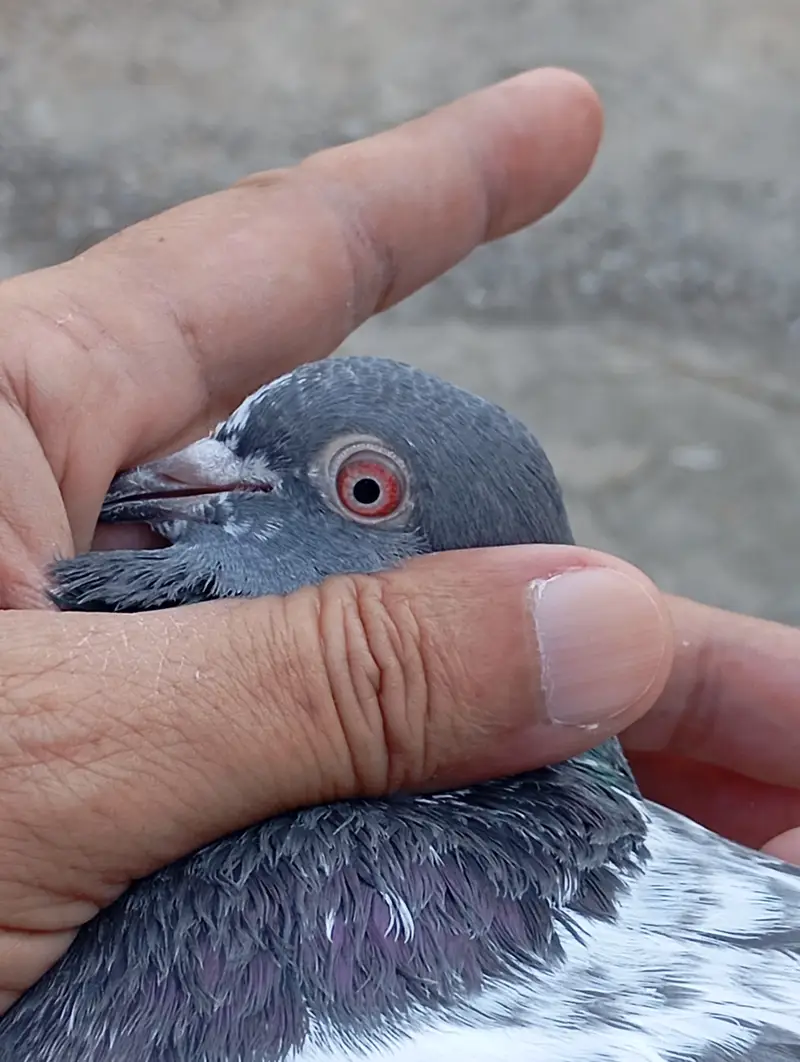 Kamagar pigeon pure red eye — photo 4