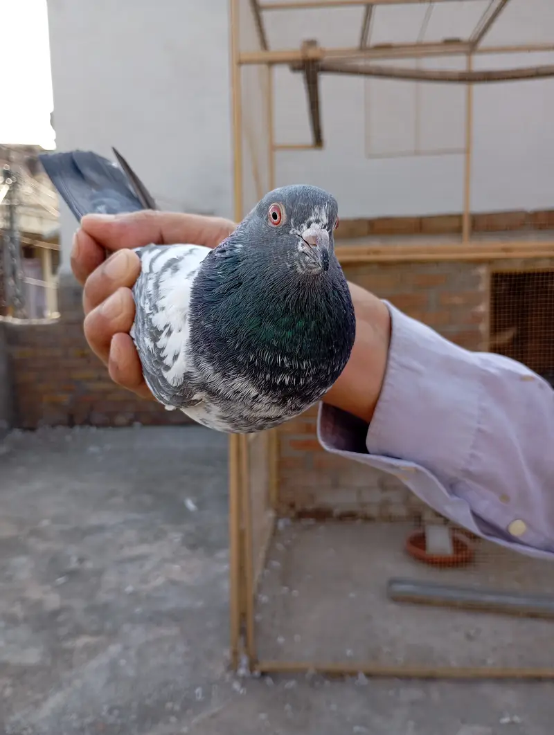 Kamagar pigeon pure red eye — photo 6