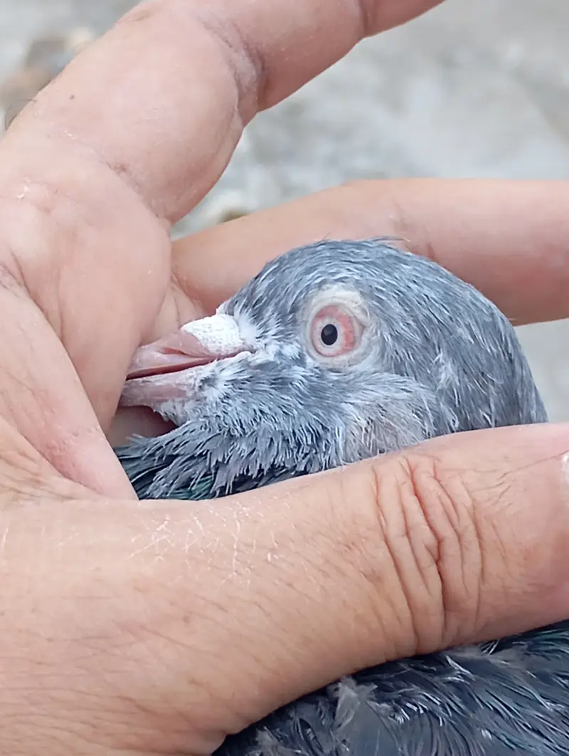 Kamagar pigeon pure red eye — photo 7