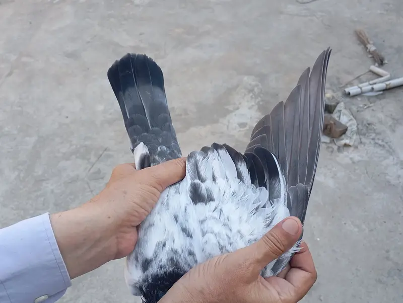 Kamagar pigeon pure red eye — photo 8