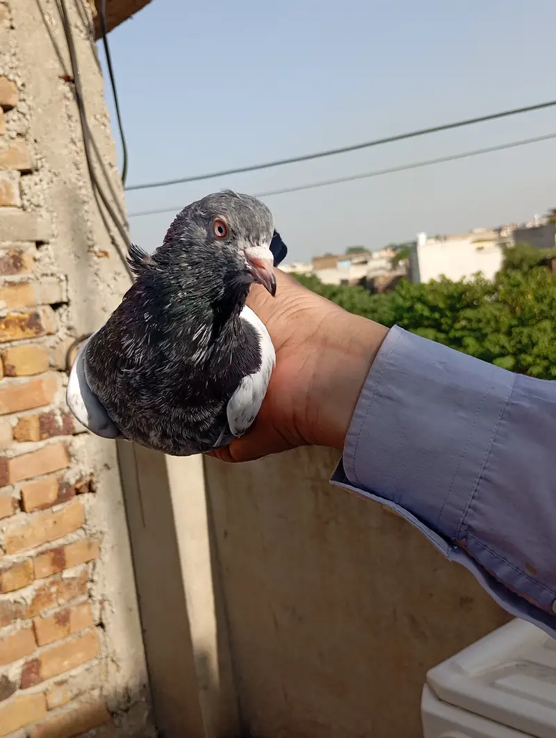 Kamagar pigeon pure red eye — photo 9