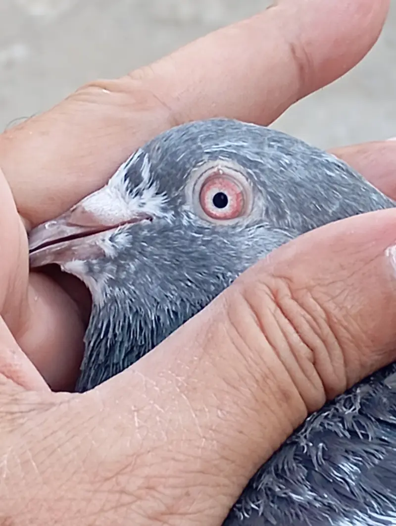 Kamagar pigeon pure red eye — photo 10