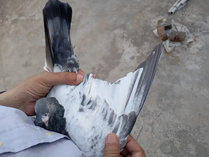 Kamagar pigeon pure red eye — photo 11