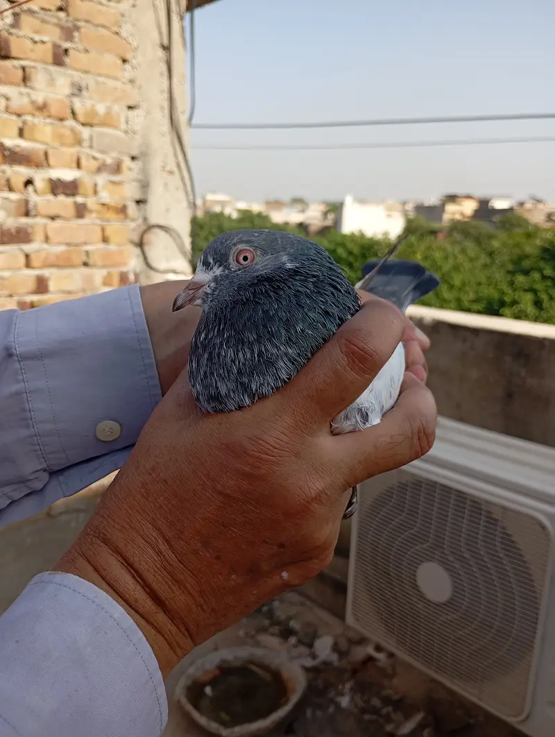 Kamagar pigeon pure red eye — photo 12