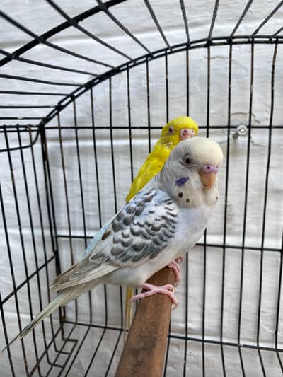 Beautiful Fallow Budgies Breeding Pair