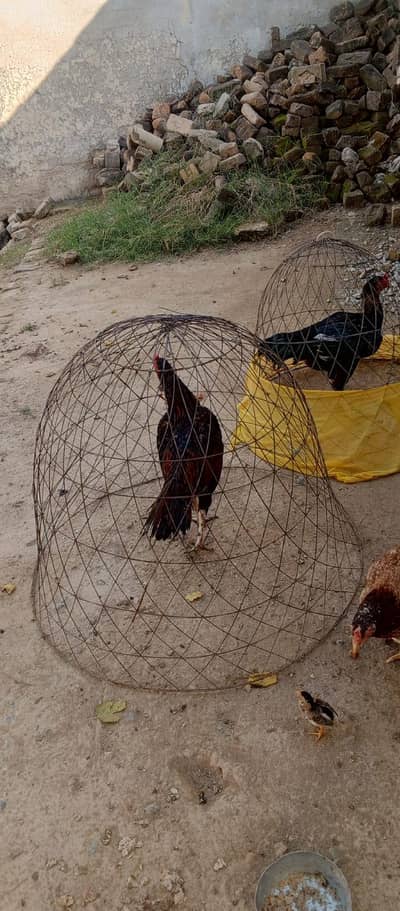 Aseel murga for sale ( 03091819100 )