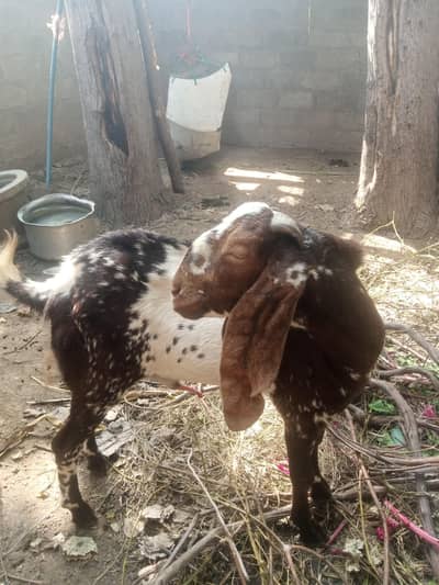 3 Male Goats