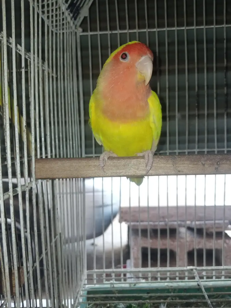Common lutino red eyes Large size (delivery or cargo not available) — photo 3
