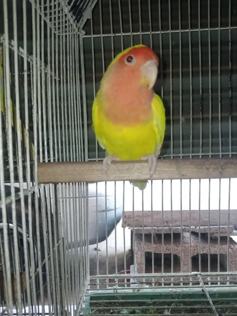 Common lutino red eyes Large size (delivery or cargo not available) — photo 5