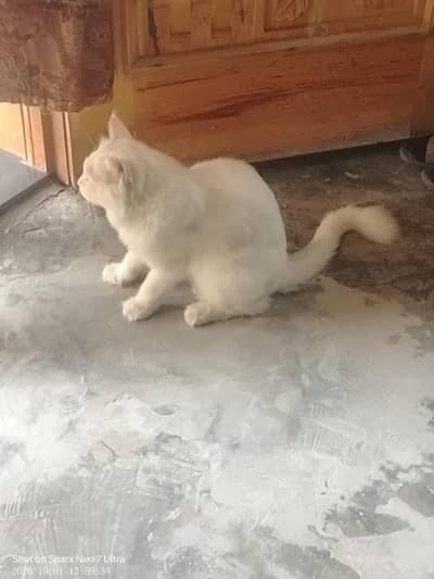 Persian cats male and female,,nmbr 03274068670