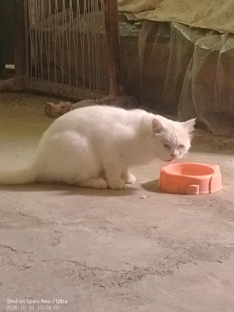 Persian cats male and female,,nmbr 03274068670 — photo 4