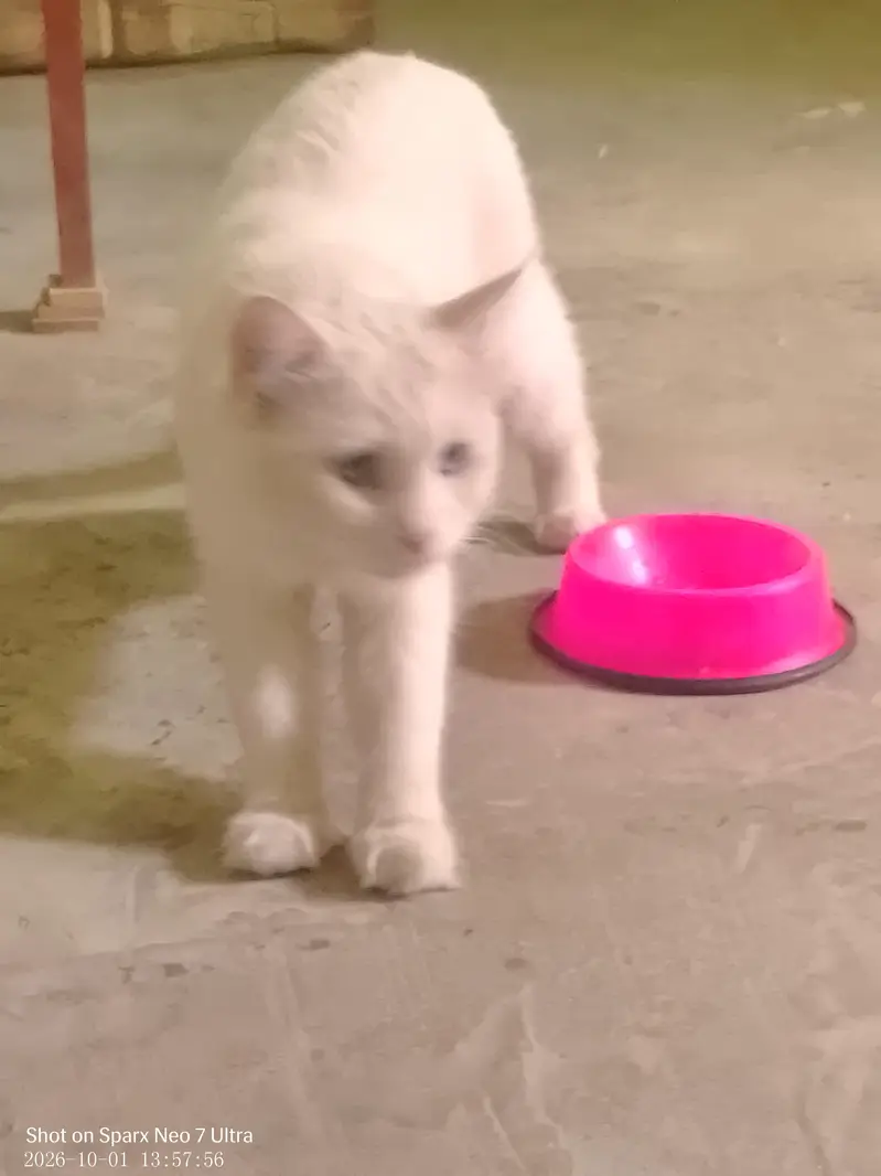 Persian cats male and female,,nmbr 03274068670 — photo 5