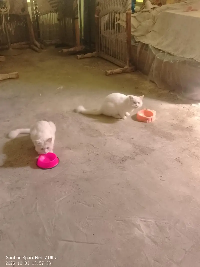 Persian cats male and female,,nmbr 03274068670 — photo 7