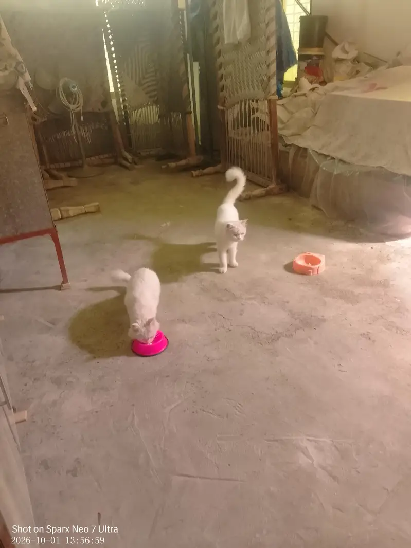 Persian cats male and female,,nmbr 03274068670 — photo 11