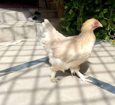 Golden Buff beauty