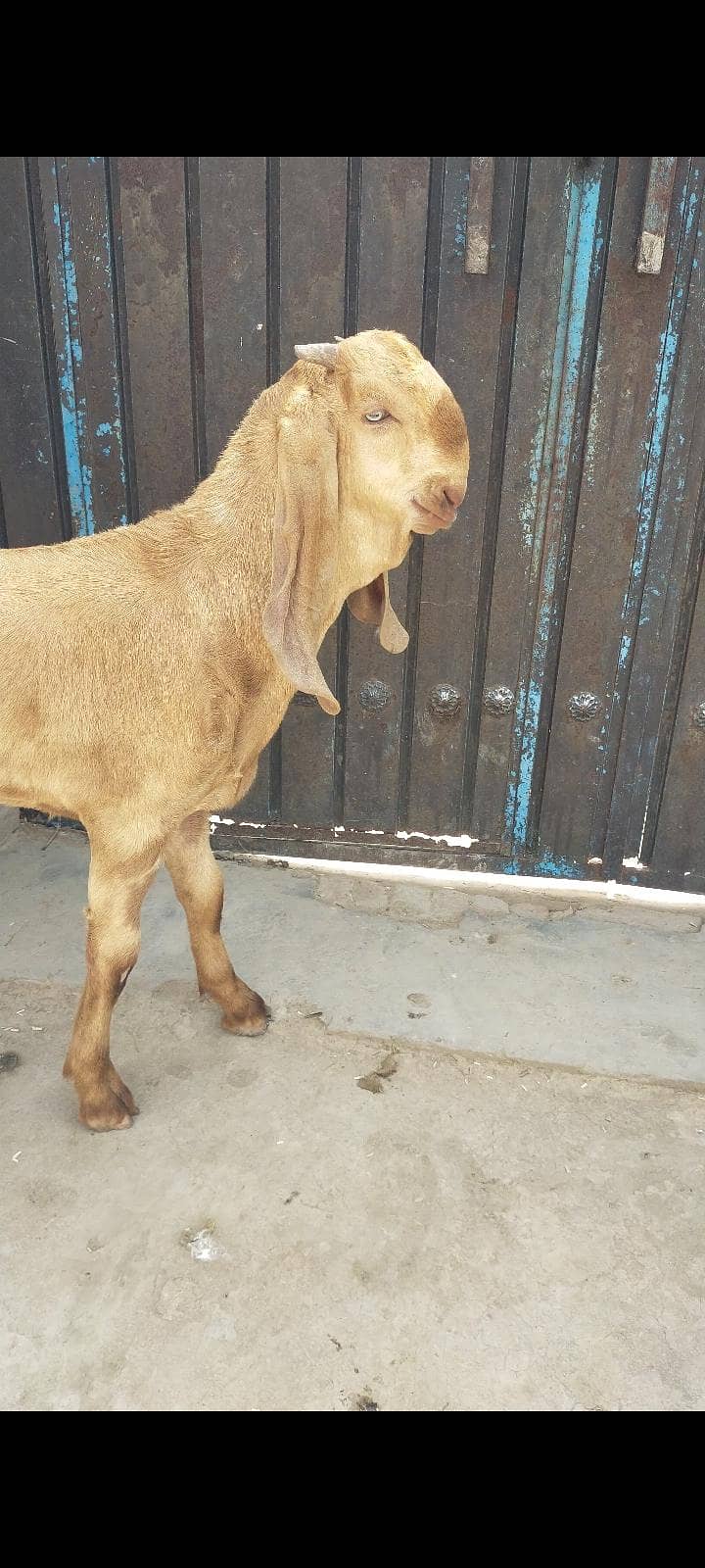 a plus بریڈر quality mail Umar 6 month 1