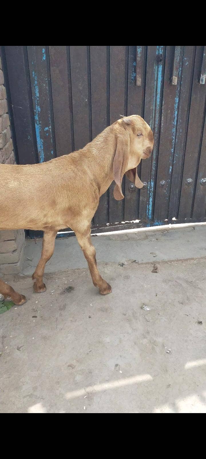 a plus بریڈر quality mail Umar 6 month 2