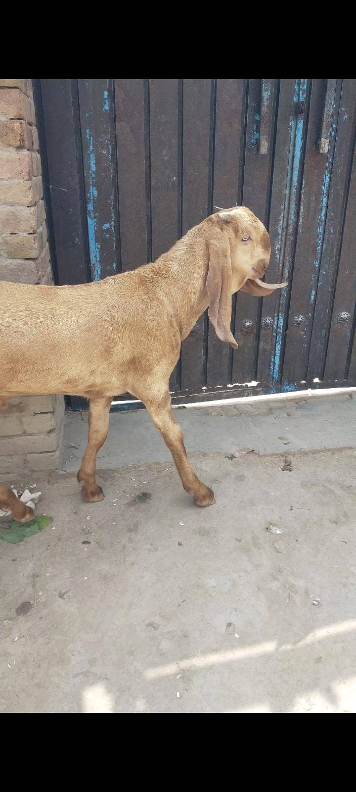 a plus بریڈر quality mail Umar 6 month 3