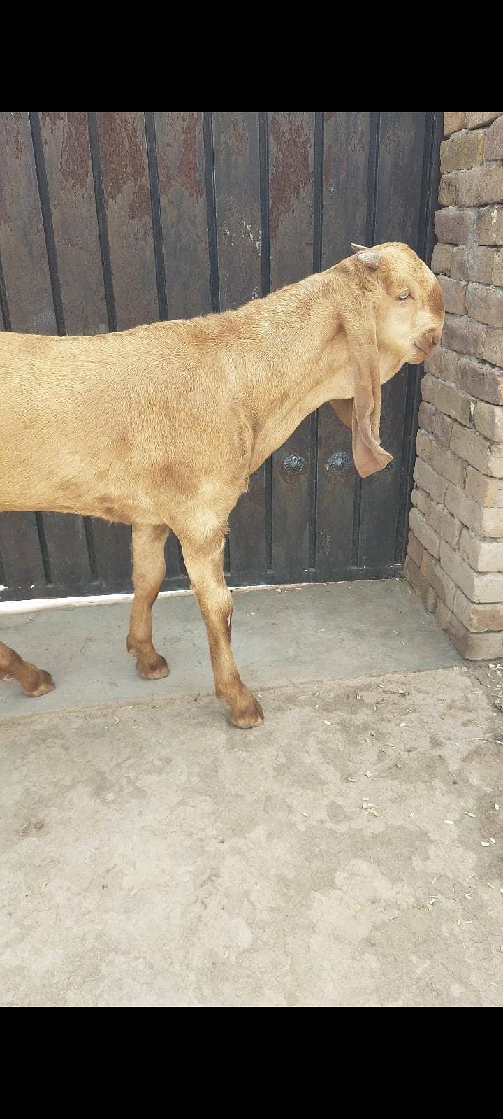 a plus بریڈر quality mail Umar 6 month 5