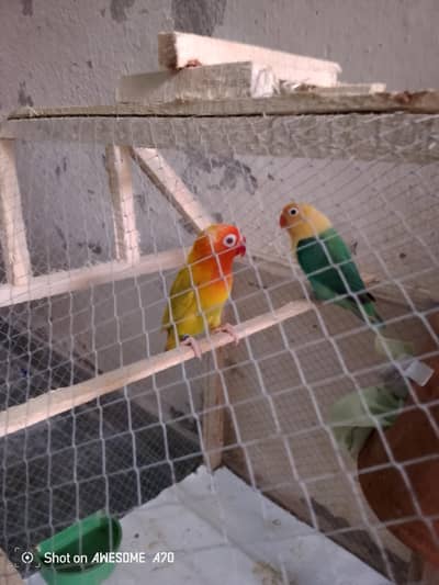 Love bird pair