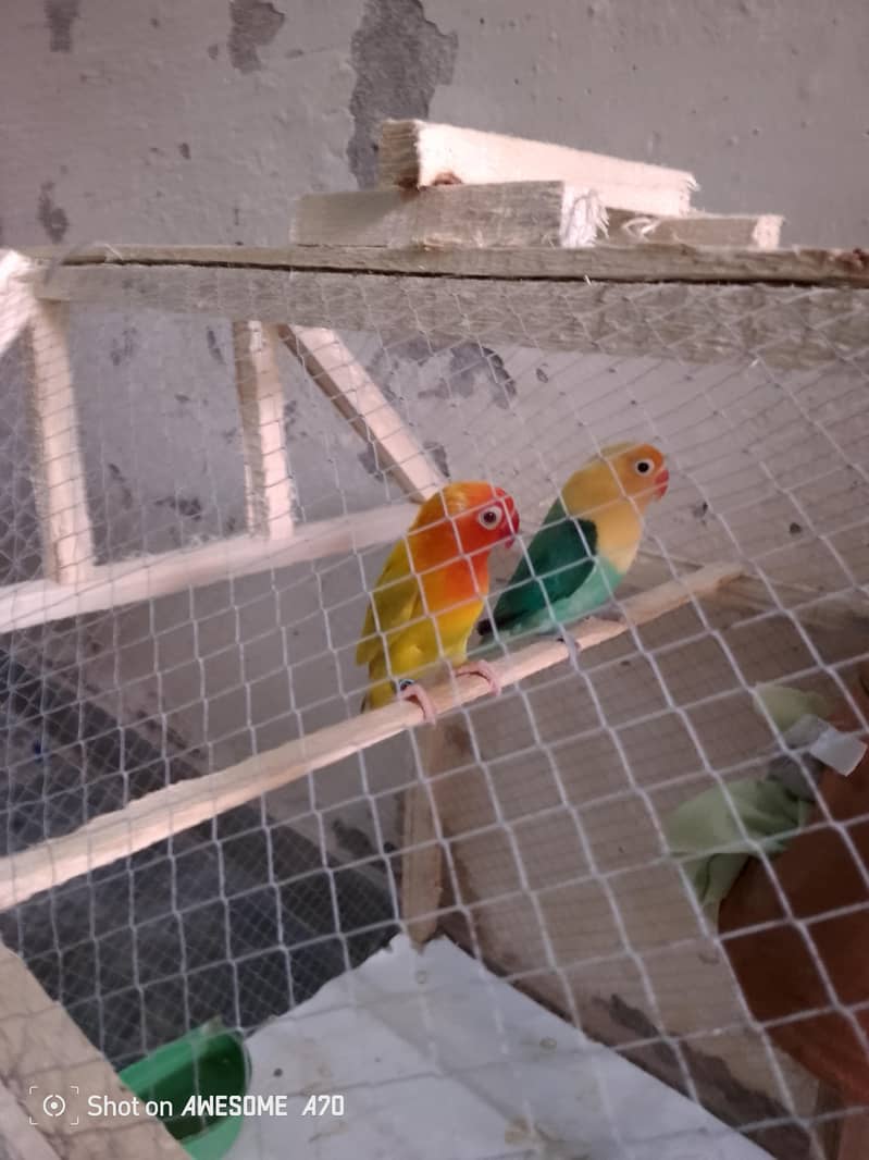 Love bird pair 1