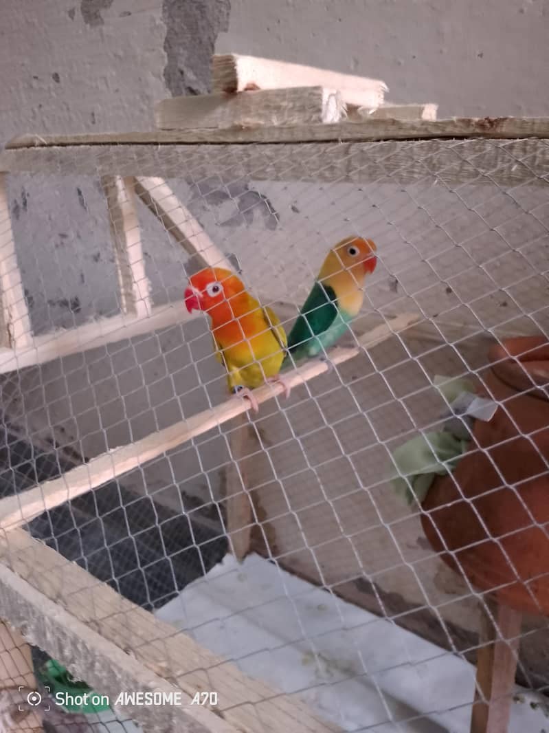 Love bird pair 2