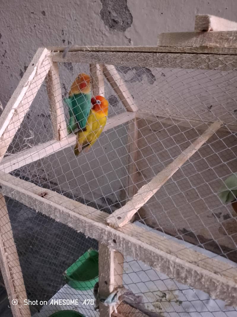 Love bird pair 3