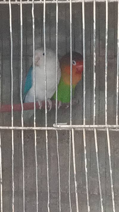 cocktail and fisher pair