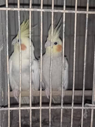 cocktail and fisher pair