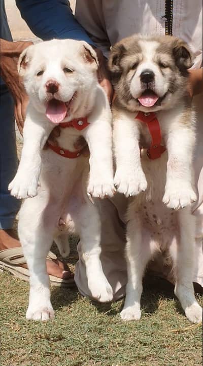 Afghan kuchi male and female for sale heavy bones security door