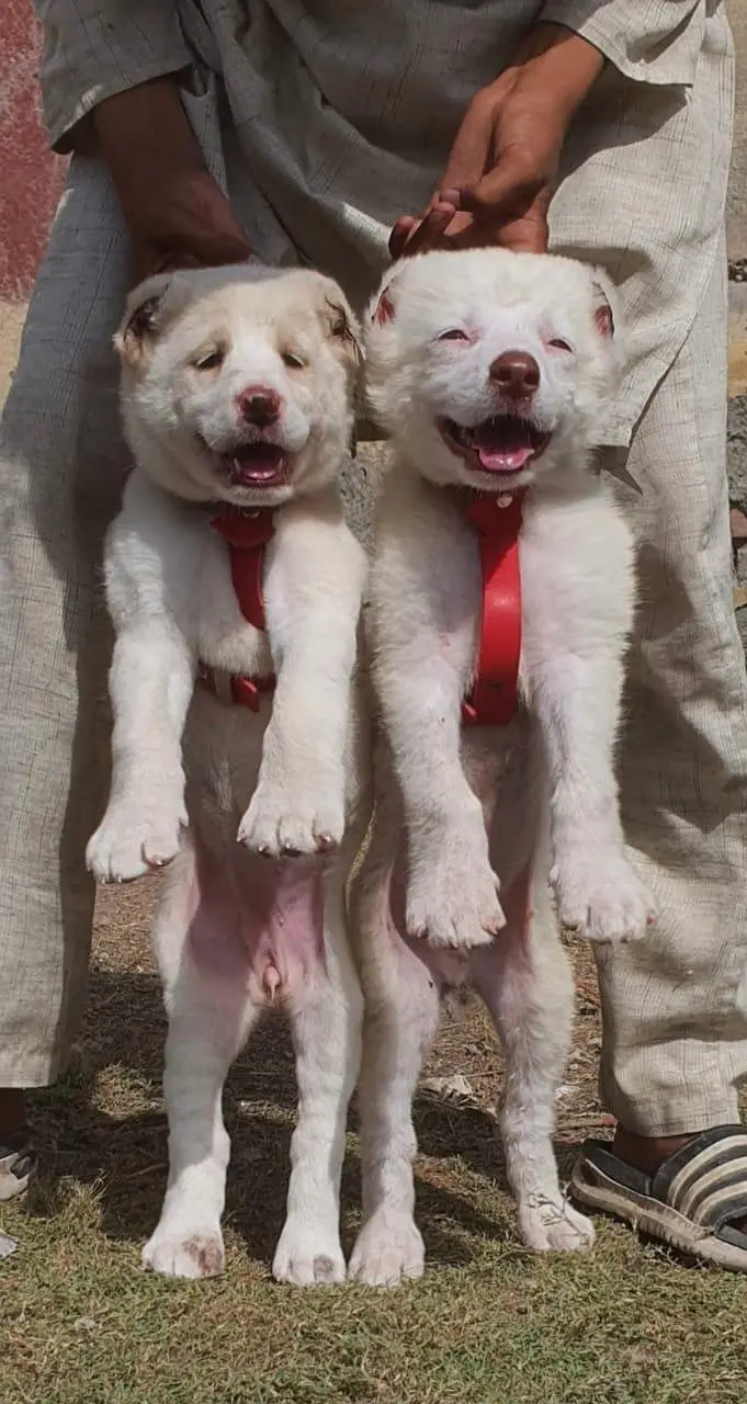 Afghan kuchi male and female for sale heavy bones security door — photo 3