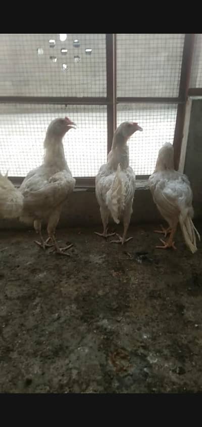seal cross hens for sale