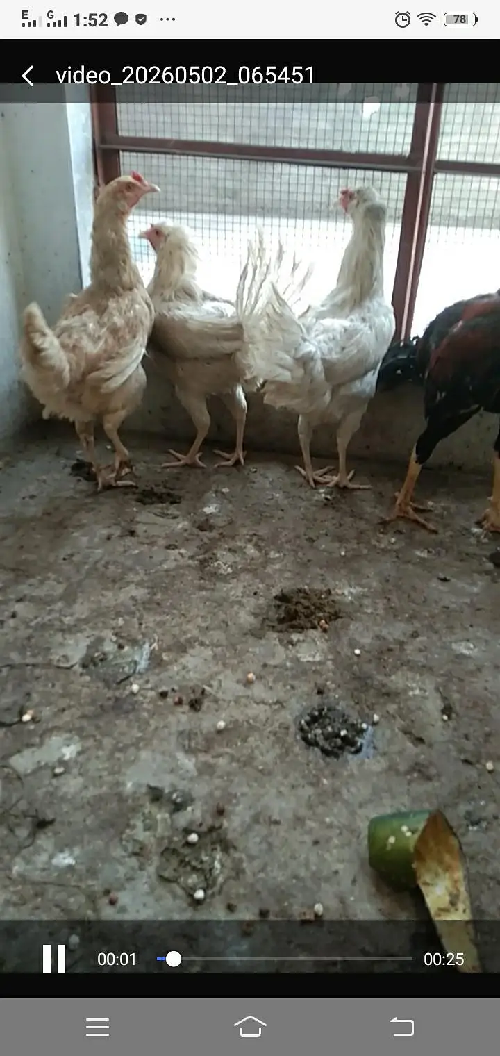 seal cross hens for sale — photo 2