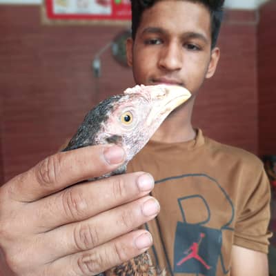 Aseel Sindhi Lakha pair 03274513041
