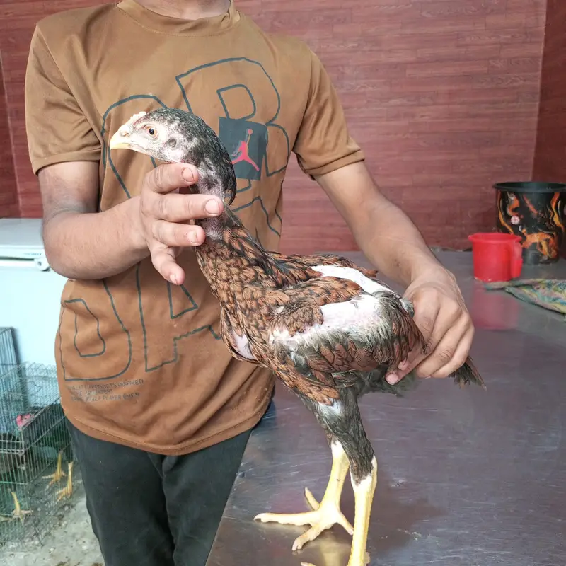 Aseel Sindhi Lakha pair 03274513041 — photo 2