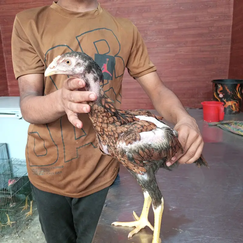Aseel Sindhi Lakha pair 03274513041 — photo 3