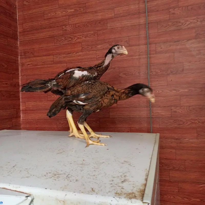 Aseel Sindhi Lakha pair 03274513041 — photo 5