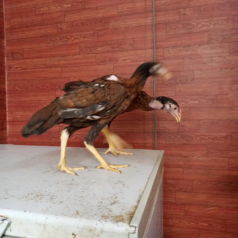 Aseel Sindhi Lakha pair 03274513041 — photo 6