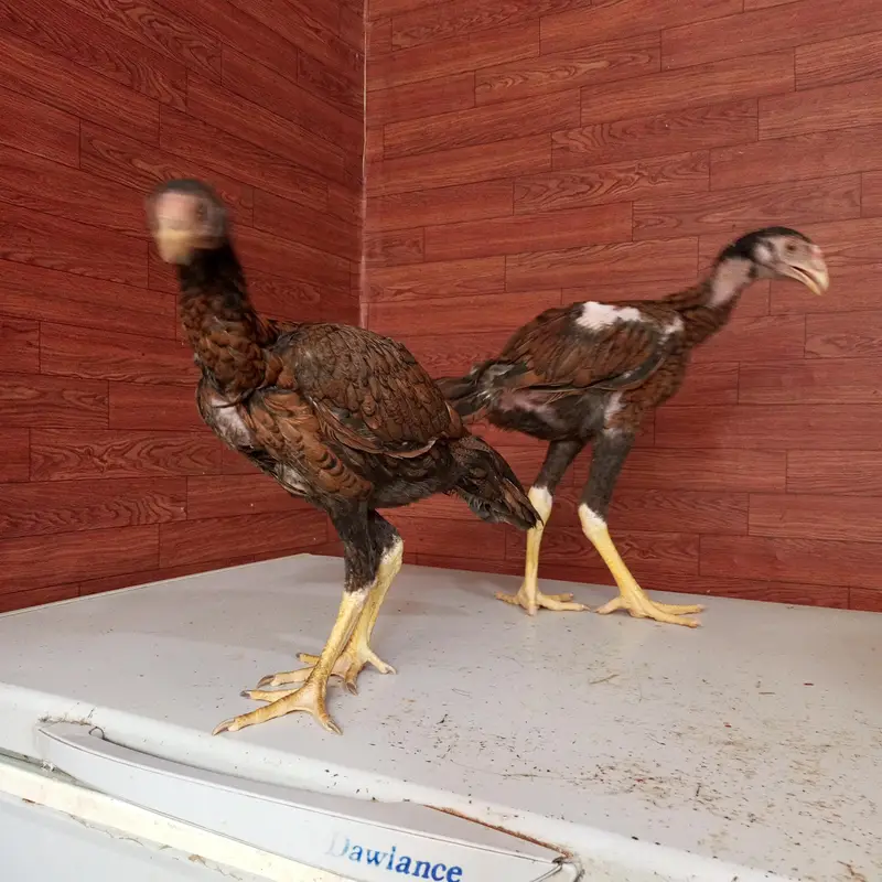Aseel Sindhi Lakha pair 03274513041 — photo 7