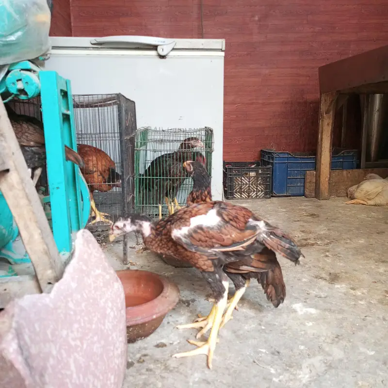 Aseel Sindhi Lakha pair 03274513041 — photo 8