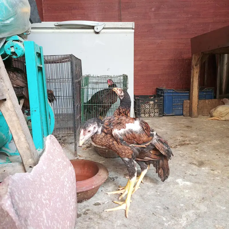 Aseel Sindhi Lakha pair 03274513041 — photo 9