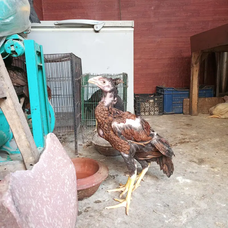 Aseel Sindhi Lakha pair 03274513041 — photo 10