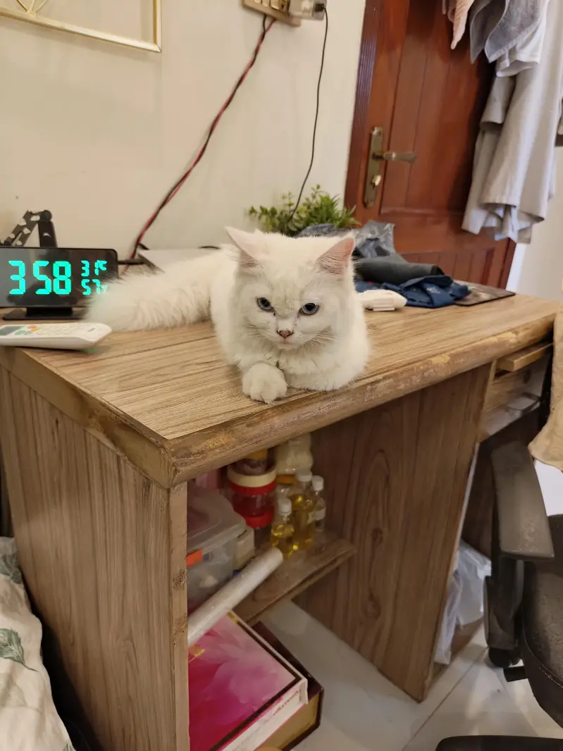 Persian cat triple coated full white — photo 2