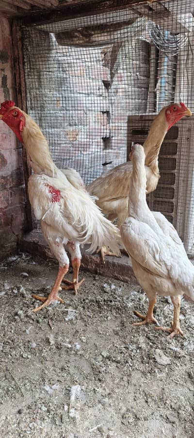 white shamoo eggs available