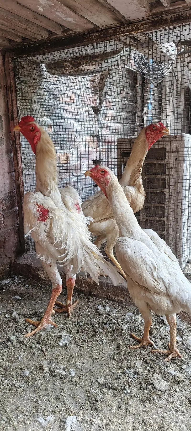 white shamoo eggs available — photo 2