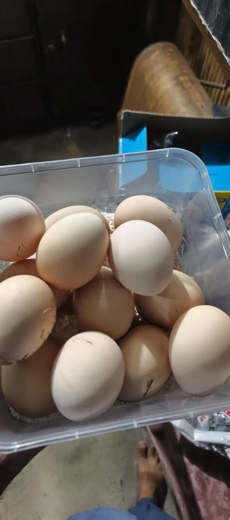 white shamoo eggs available — photo 3